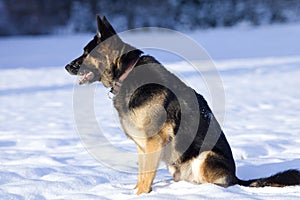 German Shepherd Dog in winter play in snow field