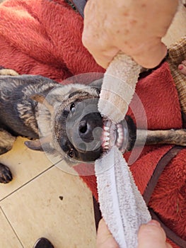 German shepherd dog young puppy playing with human hand. Slovakia