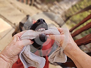 German shepherd dog young puppy playing with human hand. Slovakia