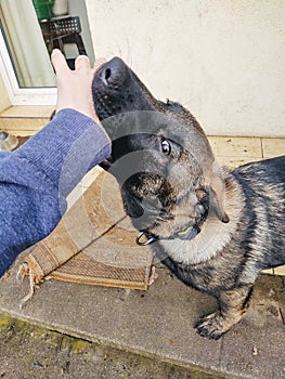 German shepherd dog young puppy playing with human hand. Slovakia