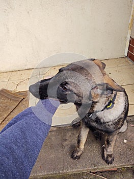 German shepherd dog young puppy playing with human hand. Slovakia