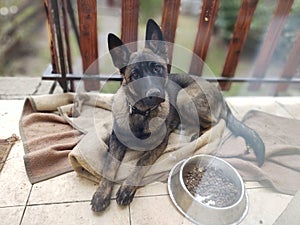 German shepherd dog young puppy eating the bone, meat or granula.