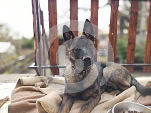 German shepherd dog young puppy eating the bone, meat or granula.