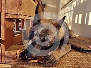 German shepherd dog young puppy eating the bone, meat or granula.