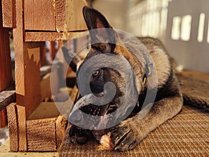 German shepherd dog young puppy eating the bone, meat or granula.