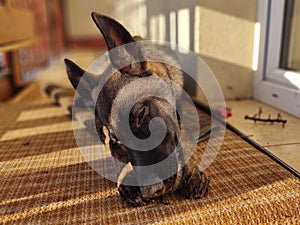 German shepherd dog young puppy eating the bone, meat or granula.