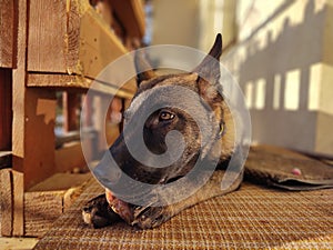 German shepherd dog young puppy eating the bone, meat or granula.