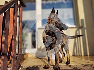 German shepherd dog young puppy eating the bone, meat or granula.