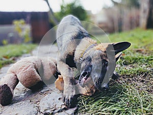 German shepherd dog young puppy eating the bone, meat or granula.