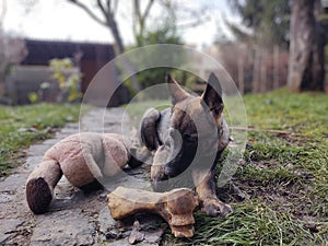 German shepherd dog young puppy eating the bone, meat or granula.