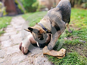 German shepherd dog young puppy eating the bone, meat or granula.