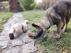 German shepherd dog young puppy eating the bone, meat or granula.