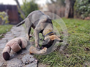 German shepherd dog young puppy eating the bone, meat or granula.