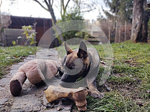 German shepherd dog young puppy eating the bone, meat or granula.