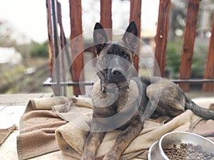 German shepherd dog young puppy eating the bone, meat or granula.