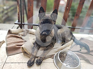 German shepherd dog young puppy eating the bone, meat or granula.