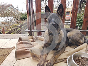 German shepherd dog young puppy eating the bone, meat or granula.