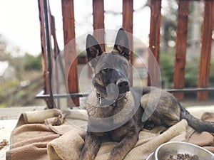 German shepherd dog young puppy eating the bone, meat or granula.