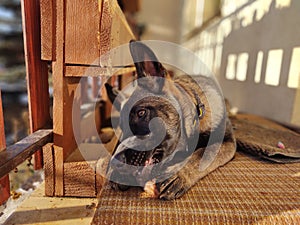 German shepherd dog young puppy eating the bone, meat or granula.