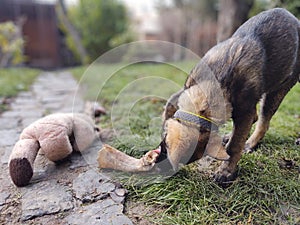 German shepherd dog young puppy eating the bone, meat or granula.