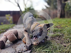 German shepherd dog young puppy eating the bone, meat or granula.