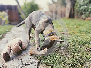 German shepherd dog young puppy eating the bone, meat or granula.