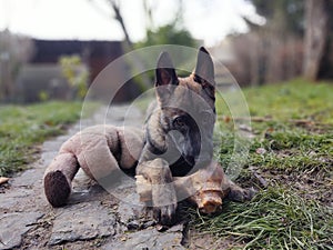 German shepherd dog young puppy eating the bone, meat or granula.