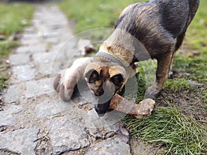 German shepherd dog young puppy eating the bone, meat or granula.