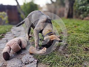 Německý ovčák mladé štěně jíst kosti, maso nebo granule.