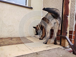 German shepherd dog young puppy eating the bone, meat or granula.