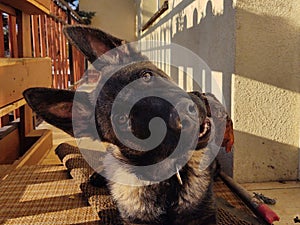 German shepherd dog young puppy eating the bone, meat or granula.