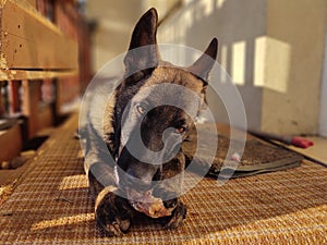 German shepherd dog young puppy eating the bone, meat or granula.