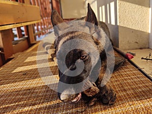 German shepherd dog young puppy eating the bone, meat or granula.