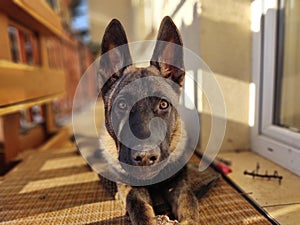 German shepherd dog young puppy eating the bone, meat or granula.