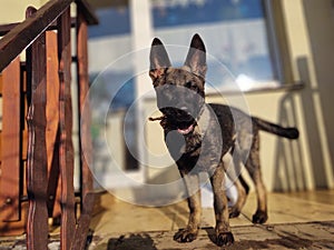 German shepherd dog young puppy eating the bone, meat or granula.