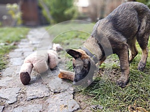 German shepherd dog young puppy eating the bone, meat or granula.