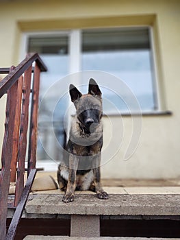 German shepherd dog young puppy playing in the garden.