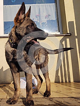 German shepherd dog young puppy playing in the garden.