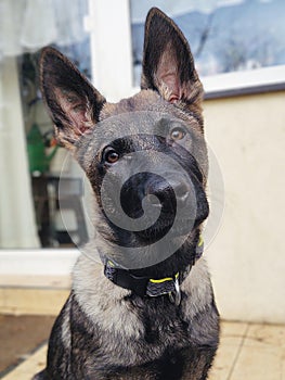 German shepherd dog young puppy playing in the garden.