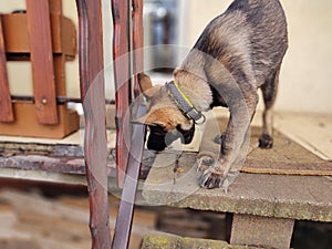 German shepherd dog young puppy playing in the garden.