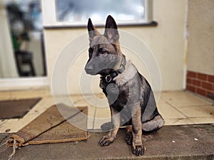 German shepherd dog young puppy playing in the garden.