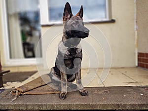 German shepherd dog young puppy playing in the garden.