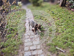 German shepherd dog young puppy playing in the garden.