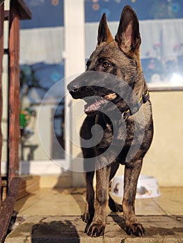 German shepherd dog young puppy playing in the garden.