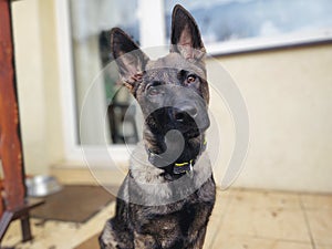 German shepherd dog young puppy playing in the garden.