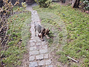 Německý ovčák mladé štěně hraje v zahradě.