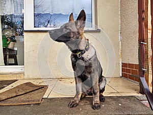 German shepherd dog young puppy playing in the garden.