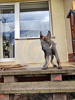 German shepherd dog young puppy playing in the garden.