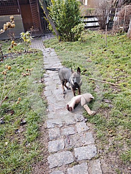 German shepherd dog young puppy playing in the garden.