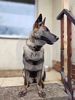 German shepherd dog young puppy playing in the garden.